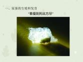 人教版生物八下 7.1.2昆虫的生殖和发育 【课件】