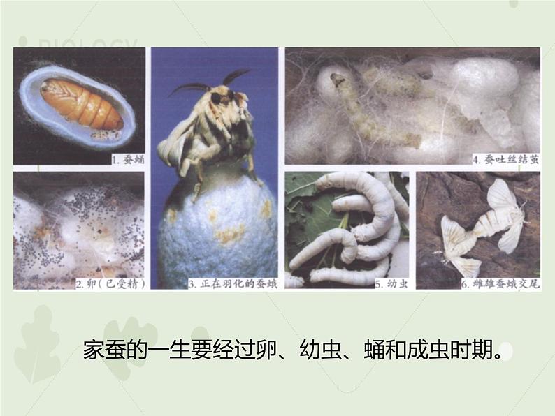 7.1.2昆虫的生殖和发育（教学课件）--2022-2023学年初中生物人教版八年级下册第8页