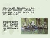 人教版生物八下 7.1.3两栖动物的生殖和发育 【课件】