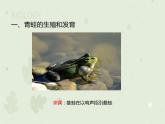 人教版生物八下 7.1.3两栖动物的生殖和发育 【课件】