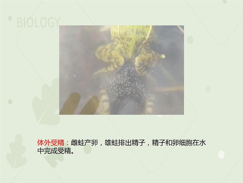 7.1.3两栖动物的生殖和发育（教学课件）--2022-2023学年初中生物人教版八年级下册第6页