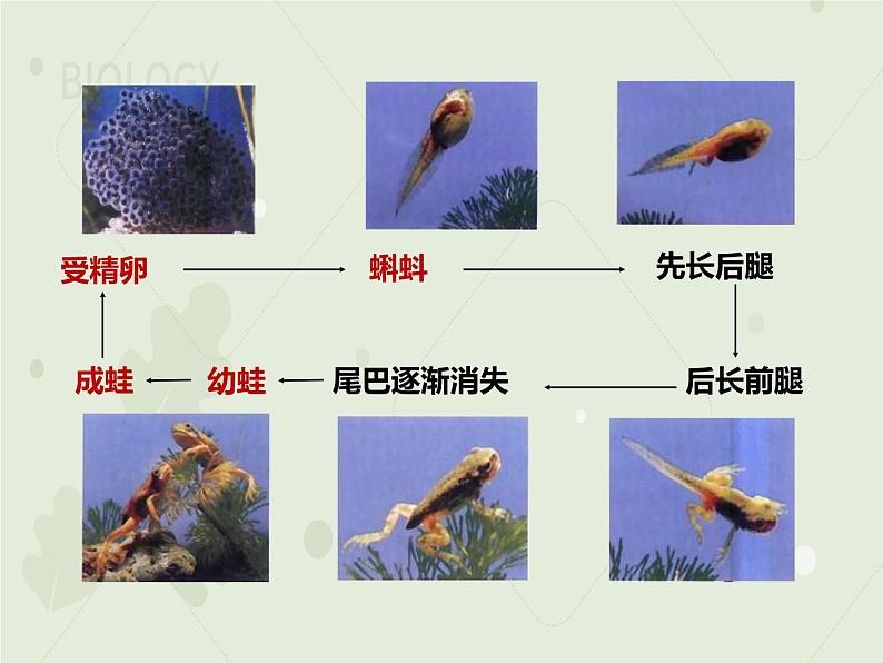 7.1.3两栖动物的生殖和发育（教学课件）--2022-2023学年初中生物人教版八年级下册第8页