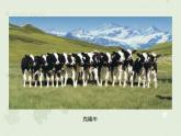 人教版生物八下 7.2.1基因控制生物的性状 【课件】