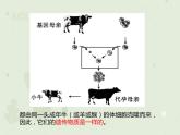 人教版生物八下 7.2.1基因控制生物的性状 【课件】