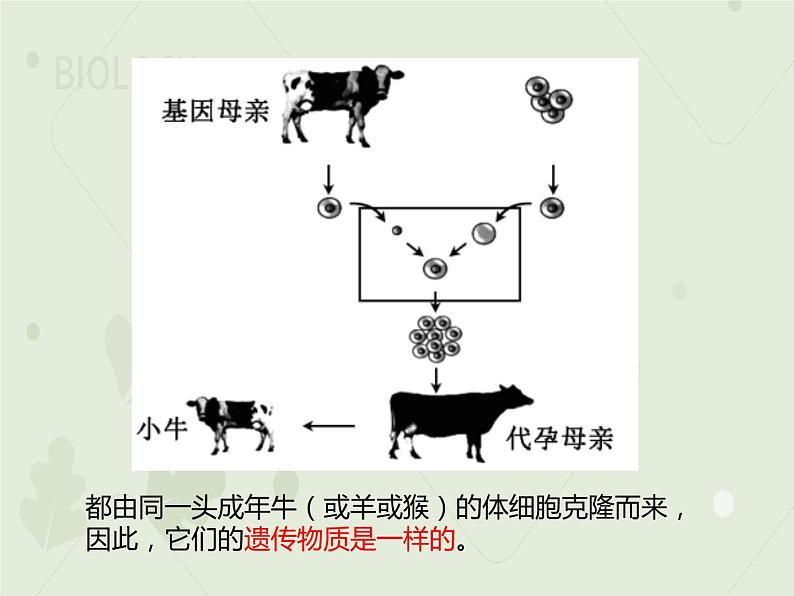 7.2.1基因控制生物的性状（教学课件）--2022-2023学年初中生物人教版八年级下册第5页