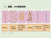 人教版生物八下 7.2.2基因在亲子代间的传递 【课件】