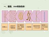 7.2.2基因在亲子代间的传递（教学课件）--2022-2023学年初中生物人教版八年级下册