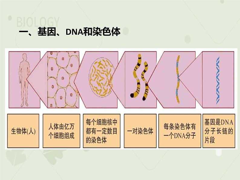 人教版生物八下 7.2.2基因在亲子代间的传递 【课件】05