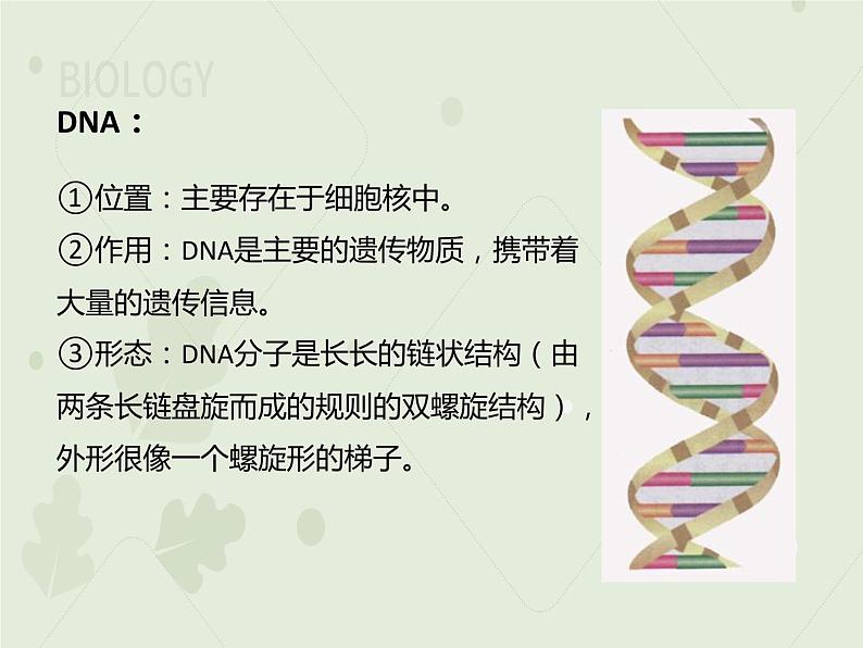 人教版生物八下 7.2.2基因在亲子代间的传递 【课件】06