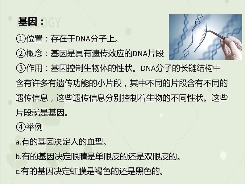 人教版生物八下 7.2.2基因在亲子代间的传递 【课件】07