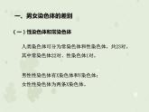 人教版生物八下 7.2.4人的性别遗传 【课件】