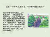 人教版生物八下 7.2.5生物的变异 【课件】