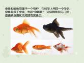 人教版生物八下 7.2.5生物的变异 【课件】