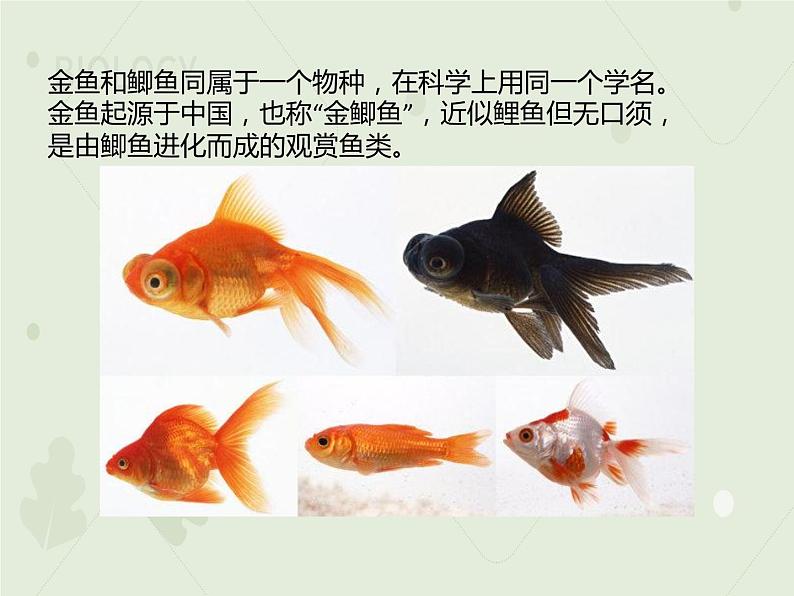 人教版生物八下 7.2.5生物的变异 【课件】03