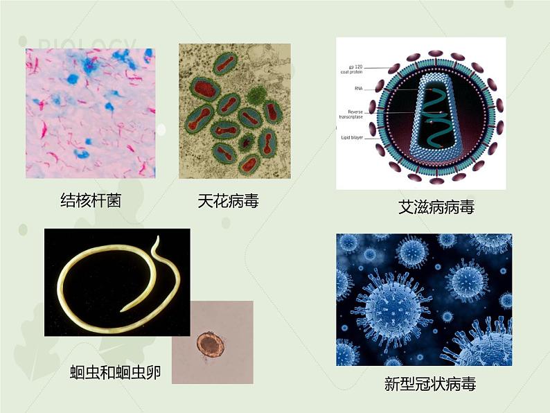 人教版生物八下 8.1.1传染病及其预防 【课件】05