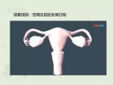 4.1.2人的生殖（教学课件）-2022-2023学年初中生物人教版七年级下册