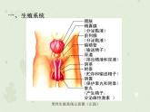 4.1.2人的生殖（教学课件）-2022-2023学年初中生物人教版七年级下册