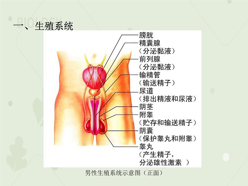 4.1.2人的生殖（教学课件）-2022-2023学年初中生物人教版七年级下册第5页