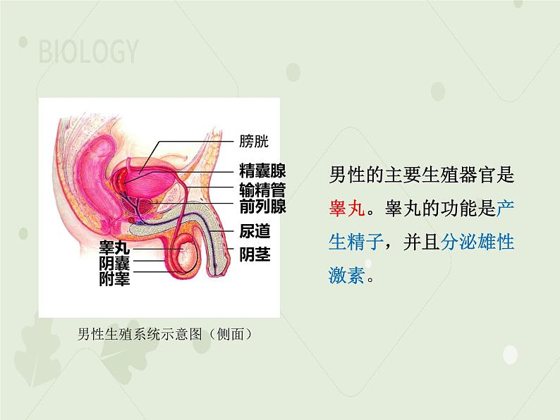 4.1.2人的生殖（教学课件）-2022-2023学年初中生物人教版七年级下册第6页