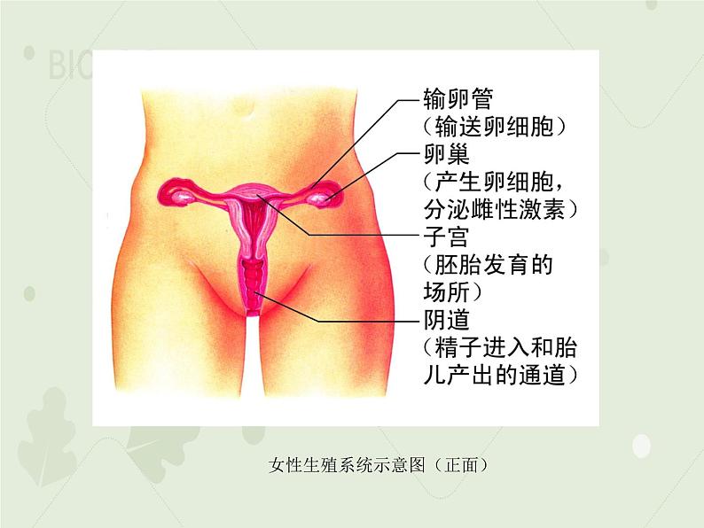 4.1.2人的生殖（教学课件）-2022-2023学年初中生物人教版七年级下册第7页