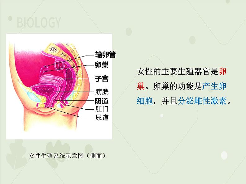 4.1.2人的生殖（教学课件）-2022-2023学年初中生物人教版七年级下册第8页