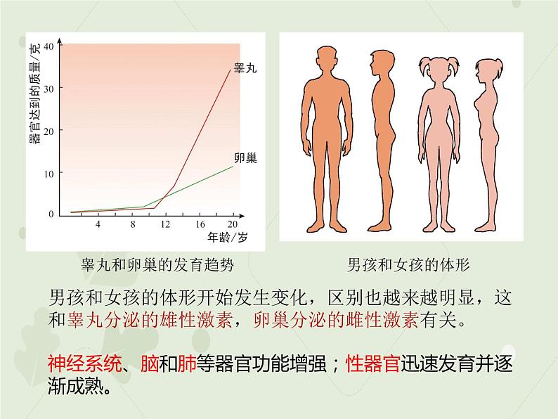 4.1.3青春期（同步课件）-2022-2023学年初中生物人教版七年级下册04