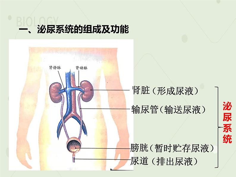 4.5人体内废物的排出（教学课件）-2022-2023学年初中生物人教版七年级下册05