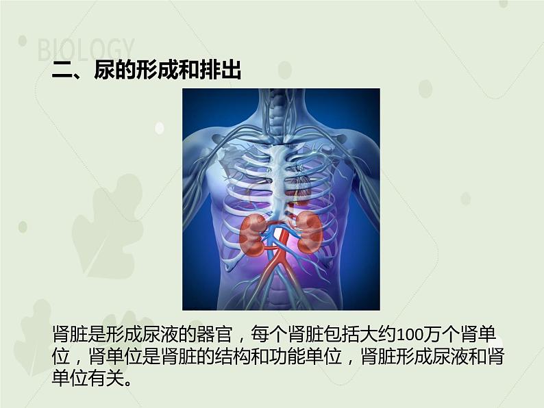 4.5人体内废物的排出（教学课件）-2022-2023学年初中生物人教版七年级下册08