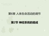 4.6.2神经系统的组成（教学课件）-2022-2023学年初中生物人教版七年级下册
