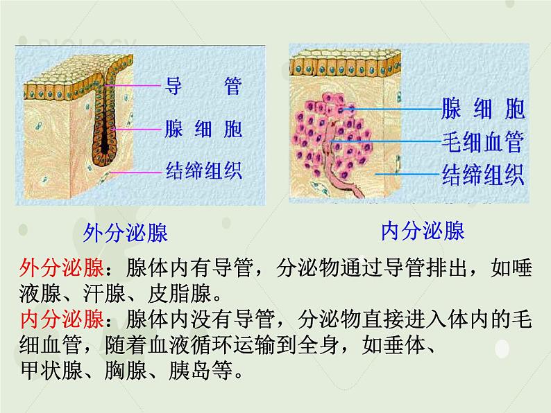 4.6.4激素调节（教学课件）-2022-2023学年初中生物人教版七年级下册06