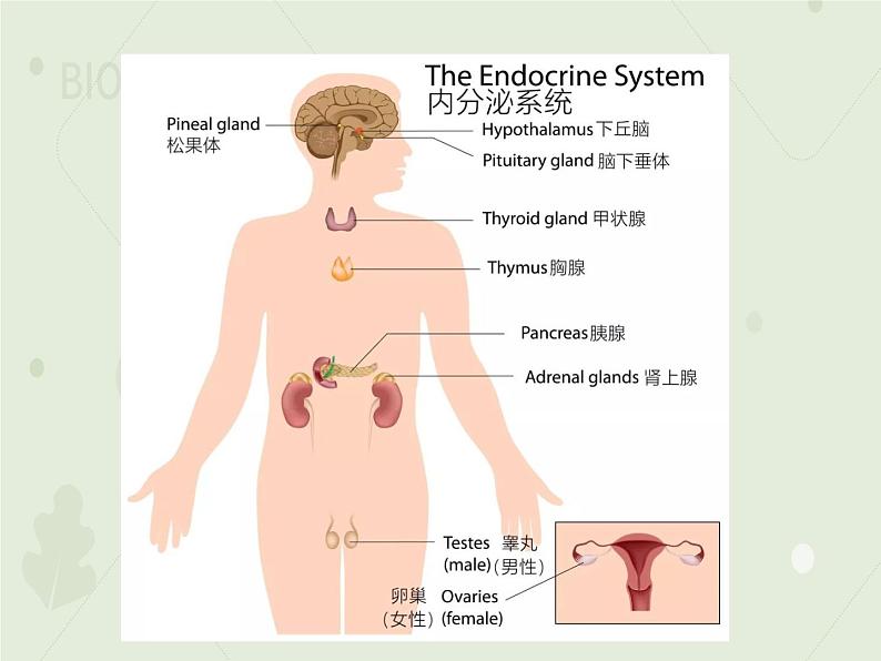 4.6.4激素调节（教学课件）-2022-2023学年初中生物人教版七年级下册08