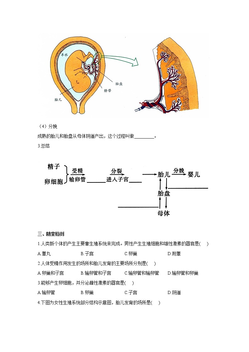 4.1.2人的生殖（学案）-2022-2023学年初中生物人教版七年级下册03