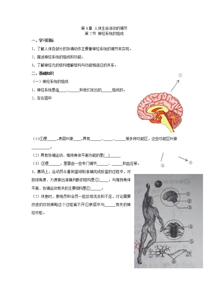 4.6.2神经系统的组成（学案）-2022-2023学年初中生物人教版七年级下册01