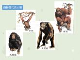 4.1.1人类的起源和发展（教学课件）-2022-2023学年初中生物人教版七年级下册