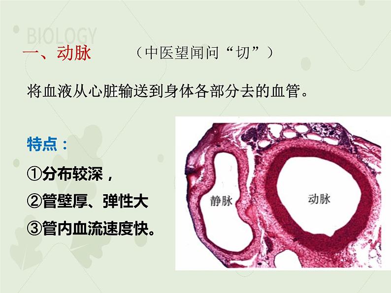 4.4.2血流的管道——血管（教学课件）-2022-2023学年初中生物人教版七年级下册07