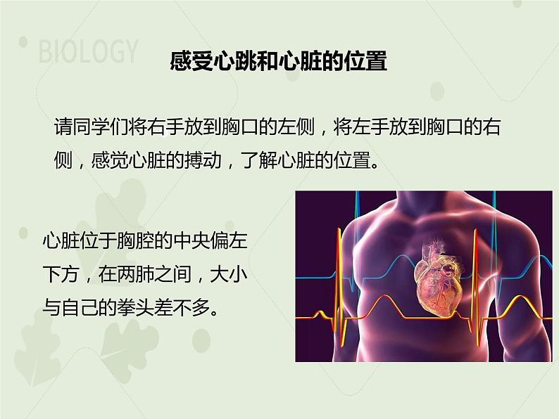 4.4.3输送血液的泵——心脏（教学课件）-2022-2023学年初中生物人教版七年级下册03