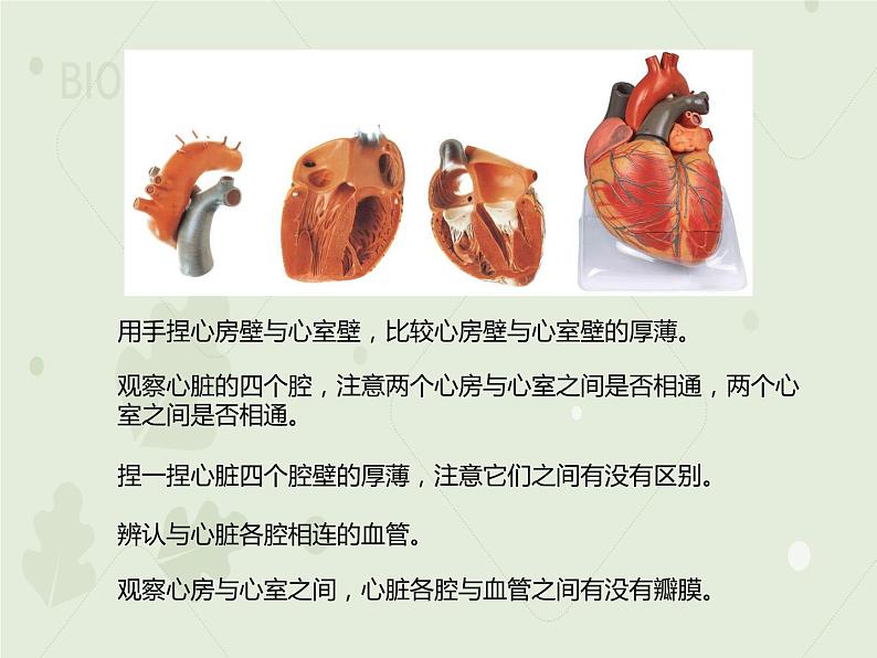 4.4.3输送血液的泵——心脏（教学课件）-2022-2023学年初中生物人教版七年级下册05