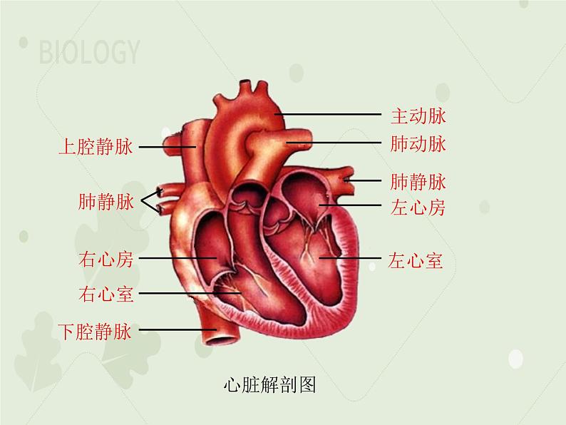 4.4.3输送血液的泵——心脏（教学课件）-2022-2023学年初中生物人教版七年级下册06