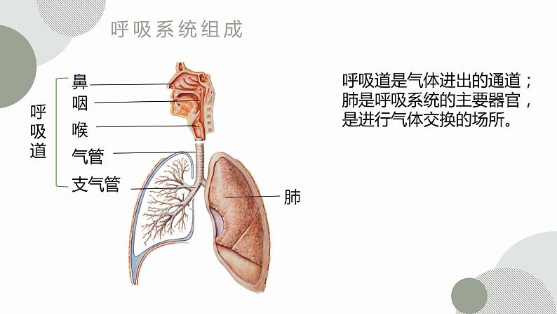 呼吸道对空气的处理课件PPT06