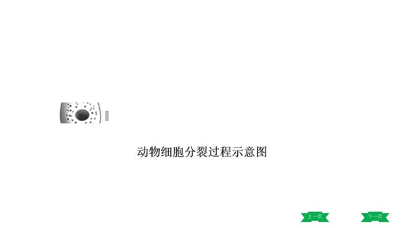 中考生物总复习课件2.第二章　细胞怎样构成生物体04