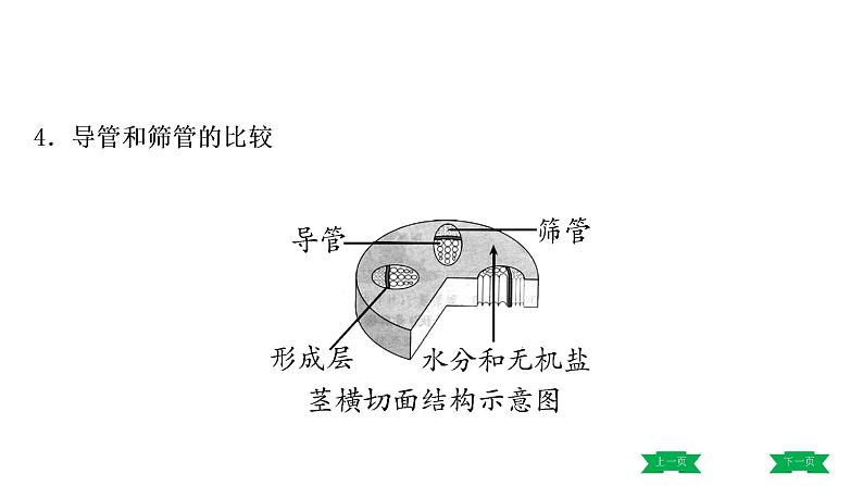 中考生物总复习课件3.第三章　绿色植物与生物圈的水循环第4页