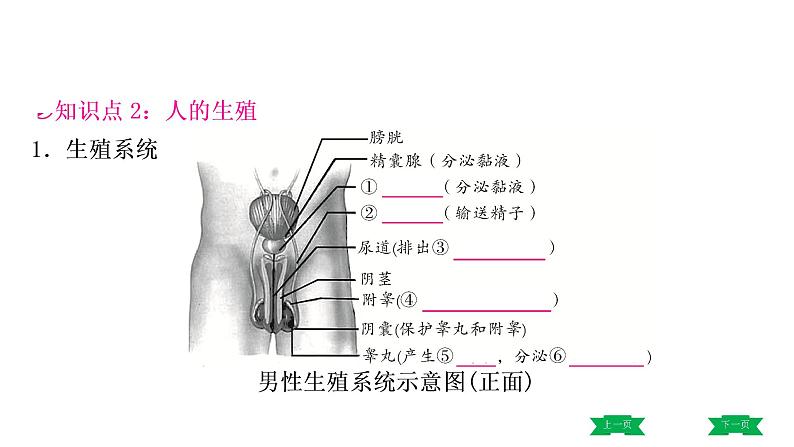 中考生物总复习课件1.第一章　人的由来第6页