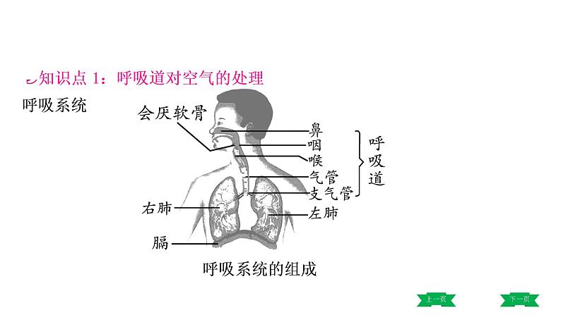 中考生物总复习课件3.第三章　人体的呼吸第3页