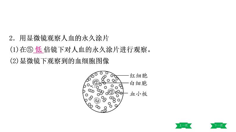 中考生物总复习课件4.第四章　人体内物质的运输第5页