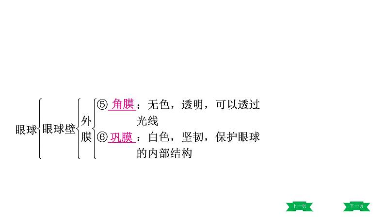 中考生物总复习课件6.第六章　人体生命活动的调节  第七章　人类活动对生物圈的影响第4页