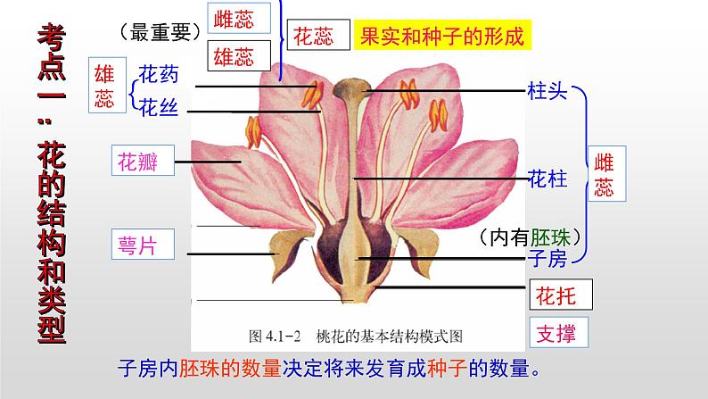 2023年中考生物全考点精讲课件--  绿色开花植物的一生（一）第3页