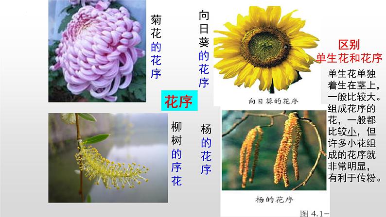 2023年中考生物全考点精讲课件--  绿色开花植物的一生（一）第6页