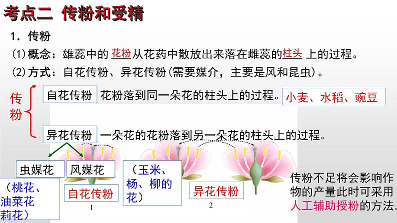 2023年中考生物全考点精讲课件--  绿色开花植物的一生（一）第8页