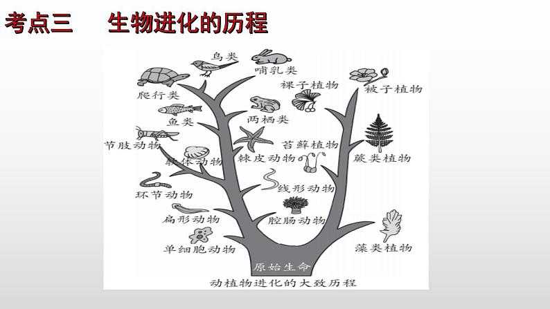 2023年中考生物全考点精讲课件--  生命的起源和进化第8页