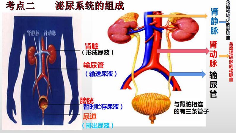 2023年中考生物全考点精讲课件--  生物圈中的人（四）人体内废物的排出第5页